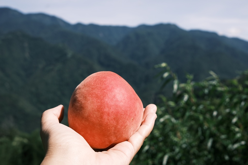 合歡山下的高山水蜜桃